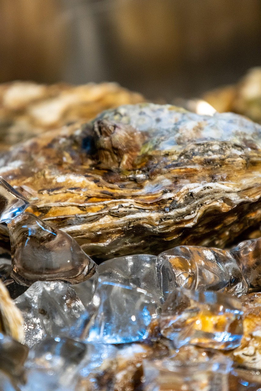 about-03 raw oyster, seafood, clam, food, fresh, dining, ice