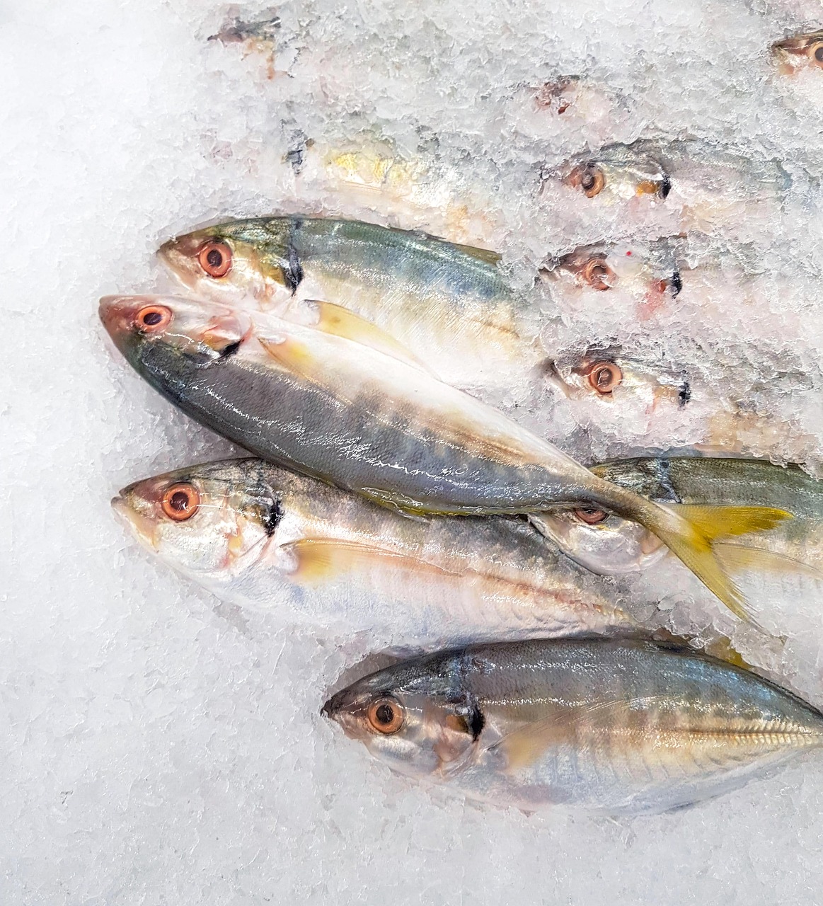 menu-02 mackerel, fish, ice, seafood, nature, market, bazaar, fresh, raw